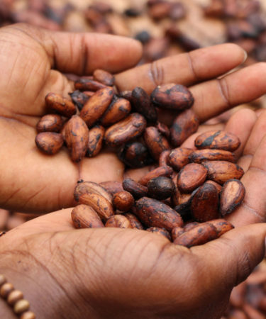 Ask Adam: What’s the Difference Between Cocoa and Cacao?