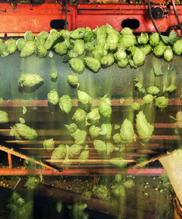 We Asked 15 Brewers: What Will it Take to Knock IPA Off Its Throne?