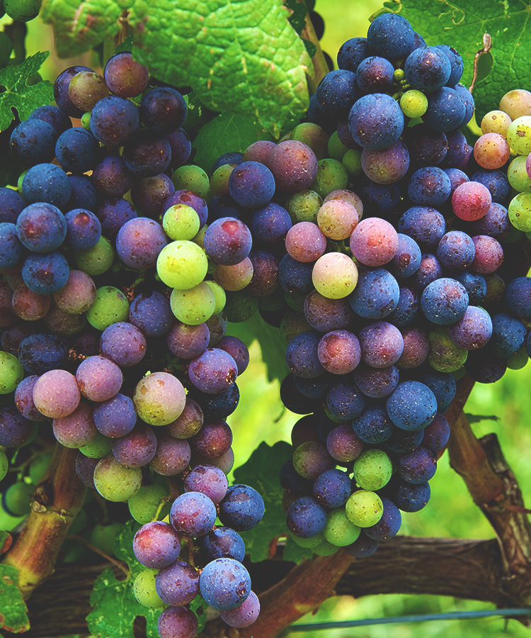 We Asked 10 Somms: Which Grape Variety Is the Most Underrated?